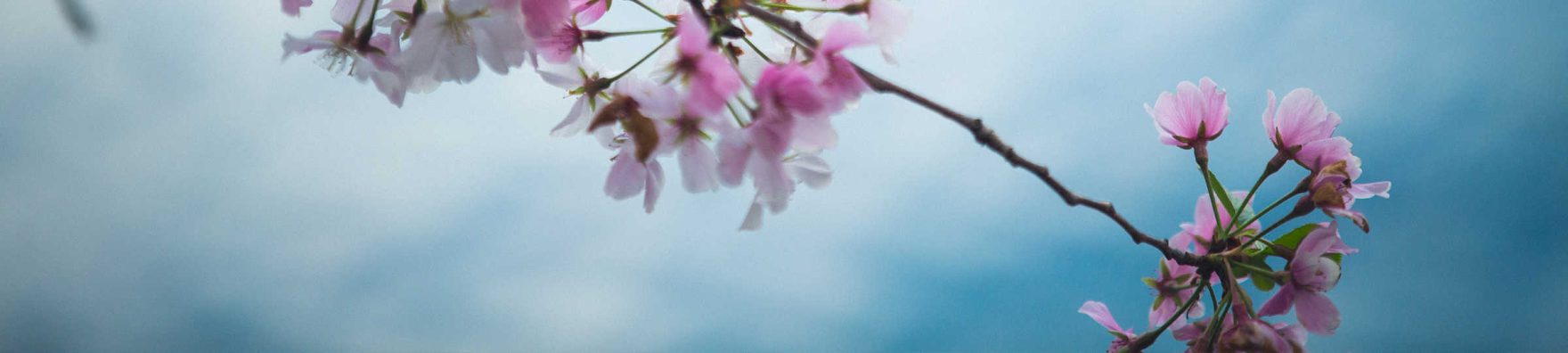 A close up of pink flowers on a tree blooming on Regent University's Virginia Beach campus.