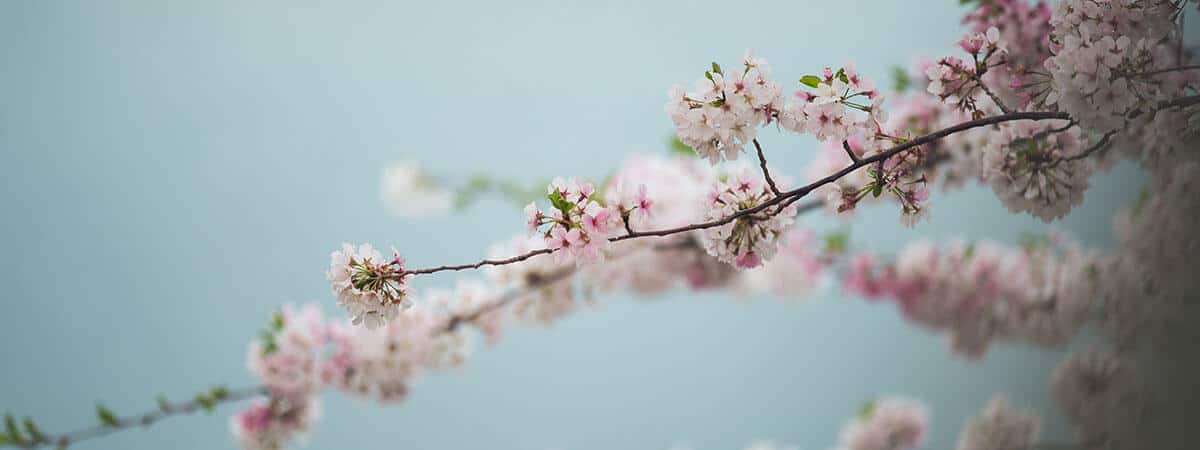 Cherry blossoms at the Regent University campus in Virginia Beach, which has ranked among the most beautiful Christian college and university campuses in USA.